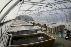 greenhouse