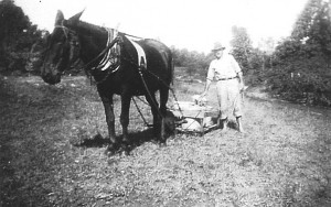 mule E.W. Berry with mule and slide cart, used to transport bullfrogs and tadpoles across short distances.