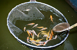 ps-27 Fish that show potential, or "keepers", are selected from the spawn and kept to grow out further. Only 2% or less of any spawn are keepers.
