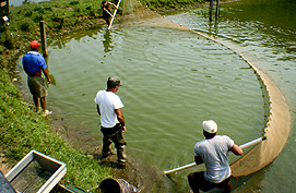 ps-29 A long, flat net called a “seine” is used to crowd the fish into a corner.