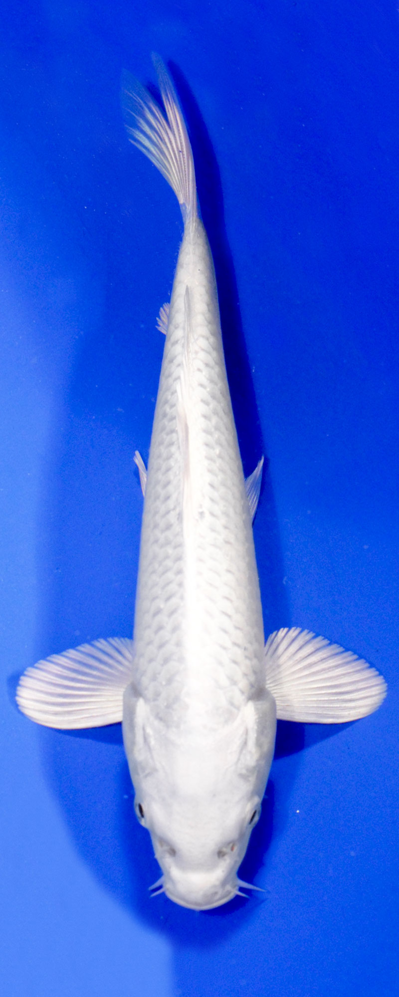 Ogon Koi