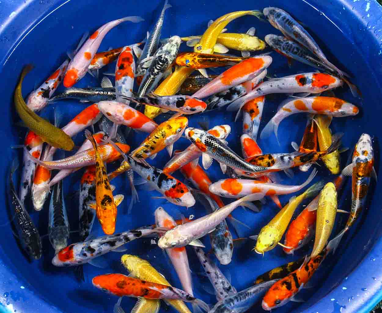 koi fish for sale