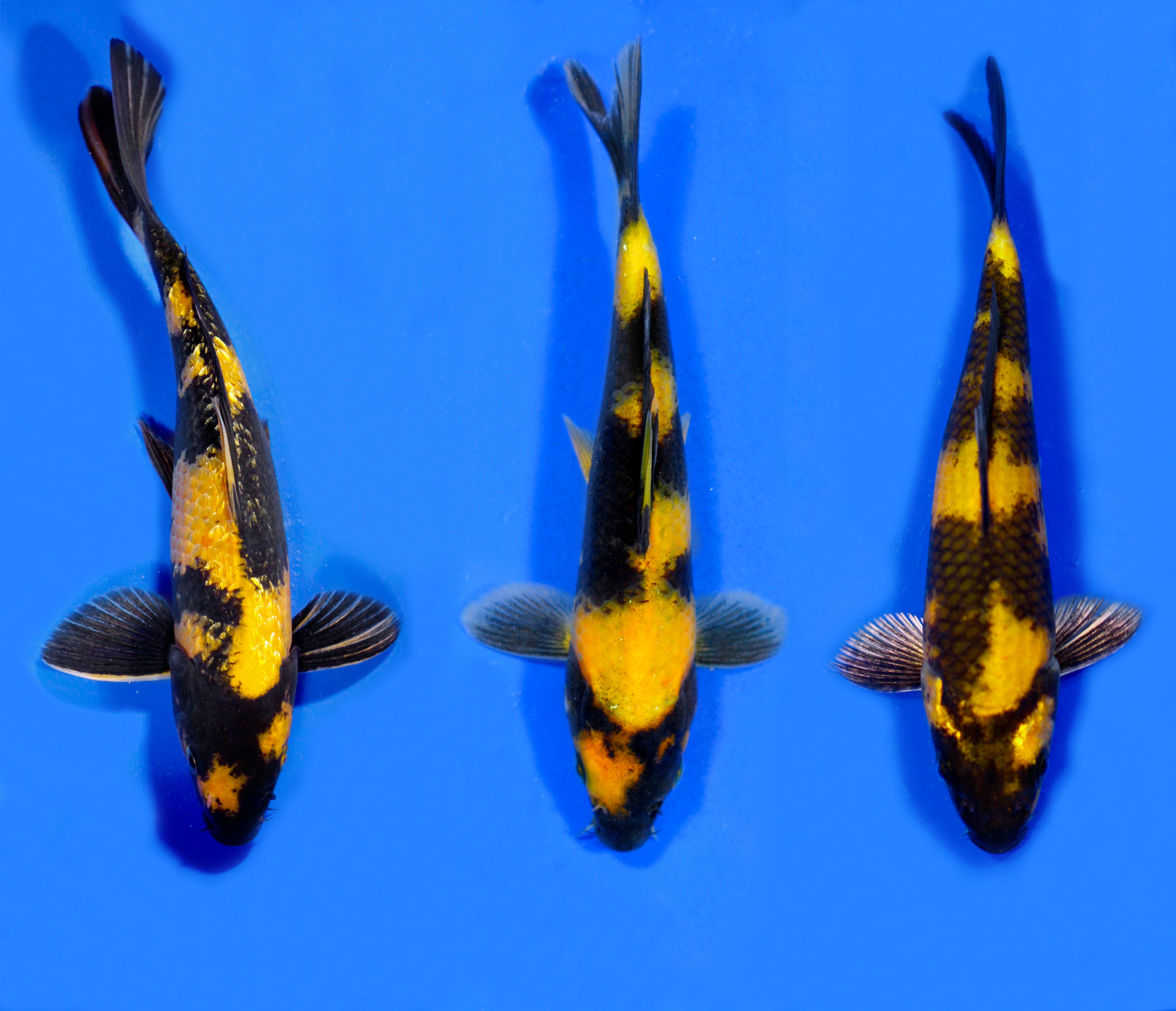 Selection | Blue Ridge Koi & Goldfish