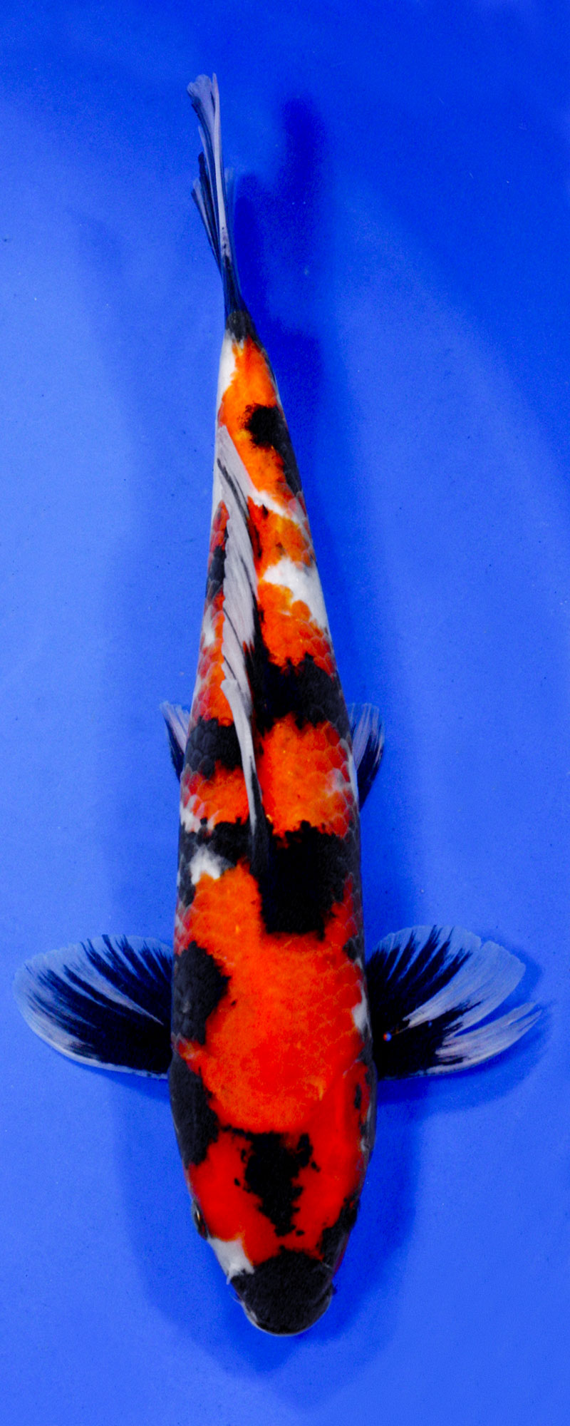 black white and orange goldfish