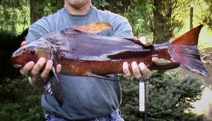 live adult hi fin banded shark