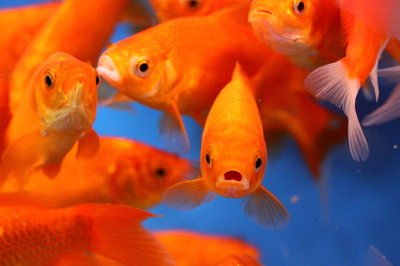 comet fish comet fish