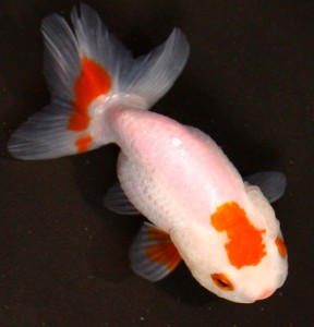 live red and white ranch goldfish