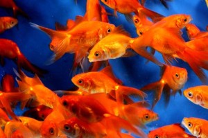 live red fantail goldfish