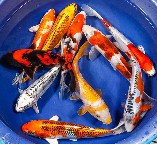 Featured Items for Week of June 2nd | Blue Ridge Koi & Goldfish