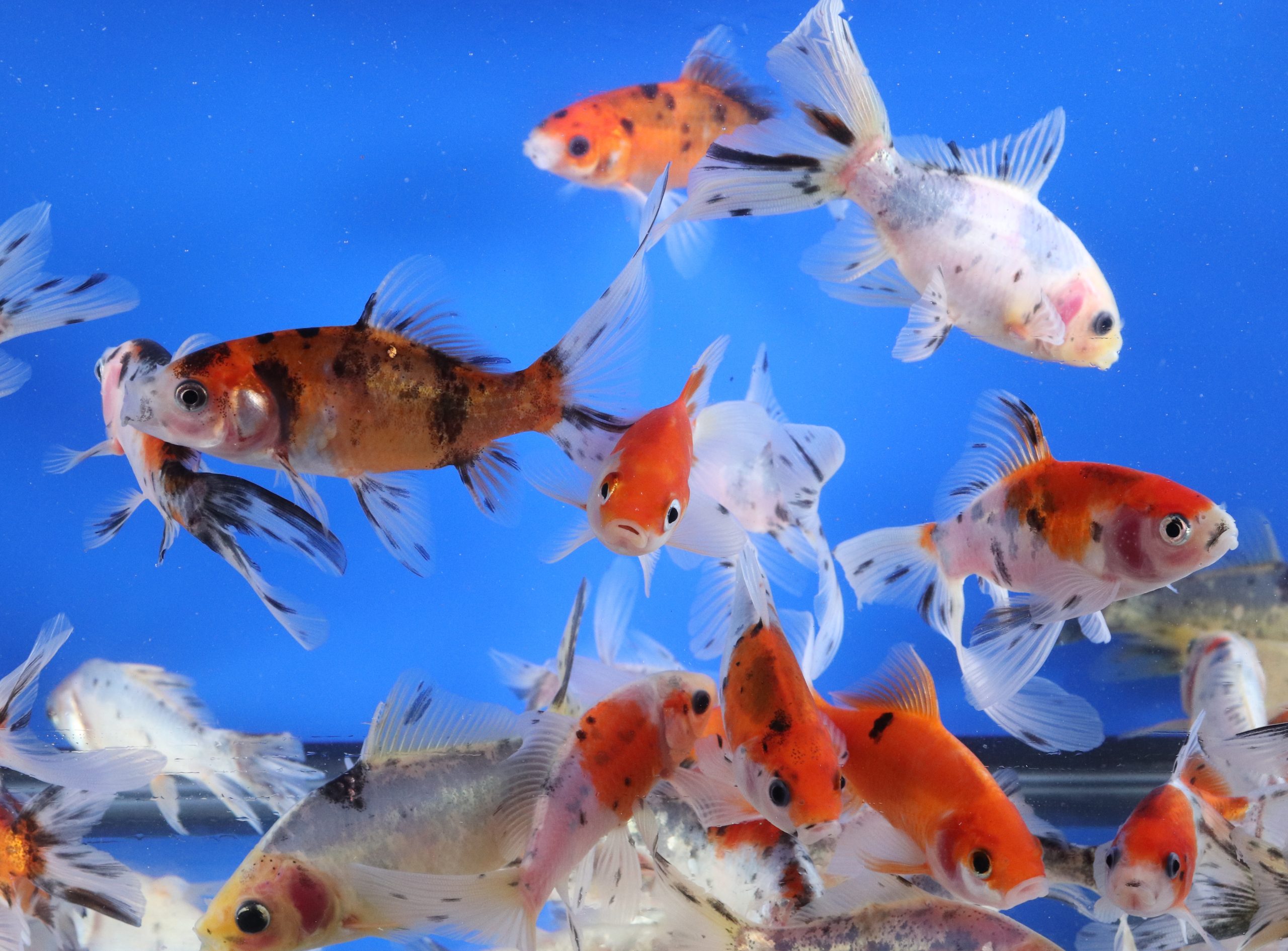 Alternative view of Shubunkin 4-5"