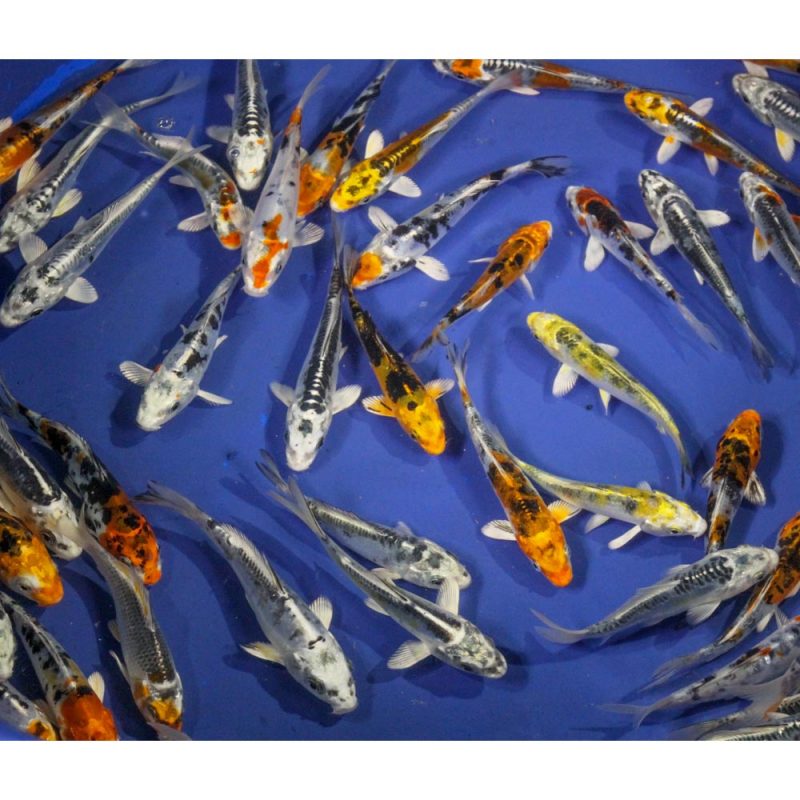 Skeleton Koi Mix 4-5" | Blue Ridge Fish Hatchery