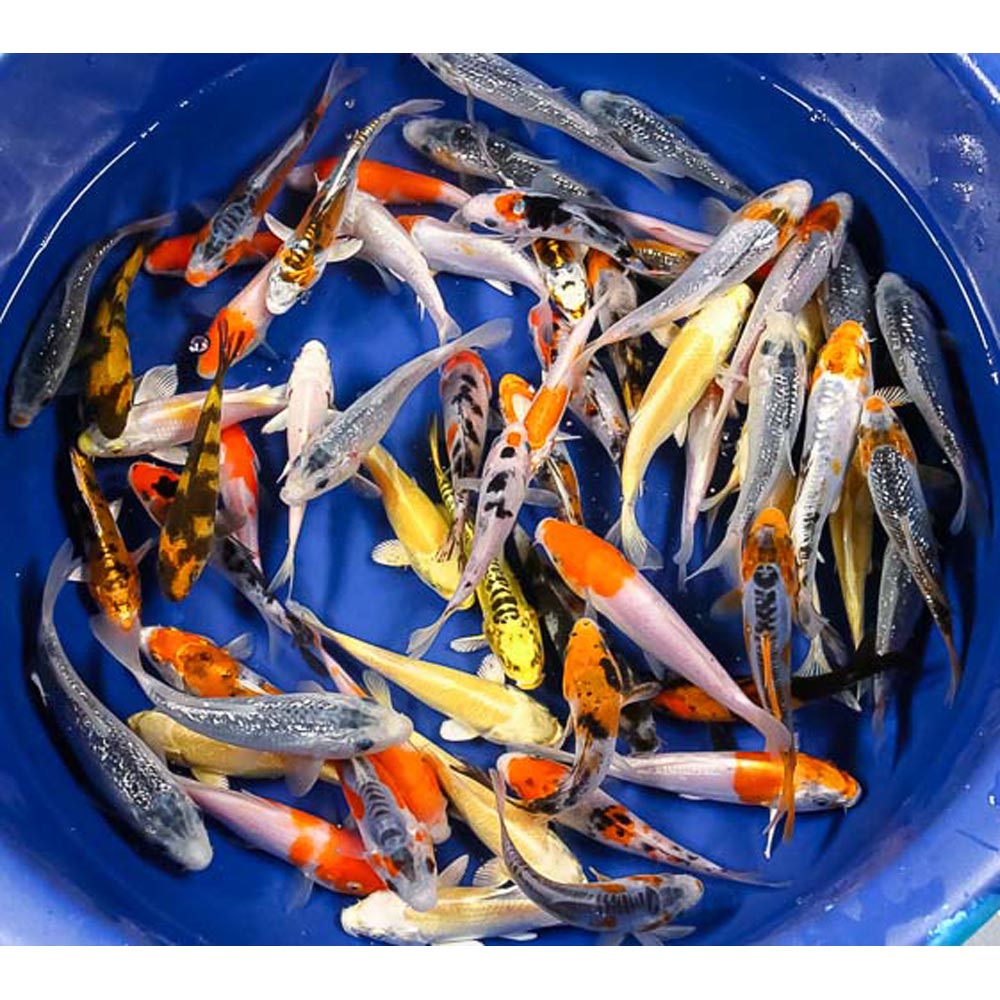 premium koi fish for sale