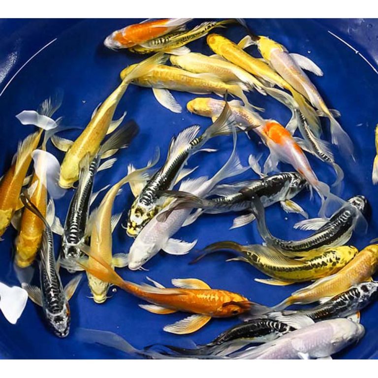 Butterfly Koi for Sale Blue Ridge Koi & Goldfish