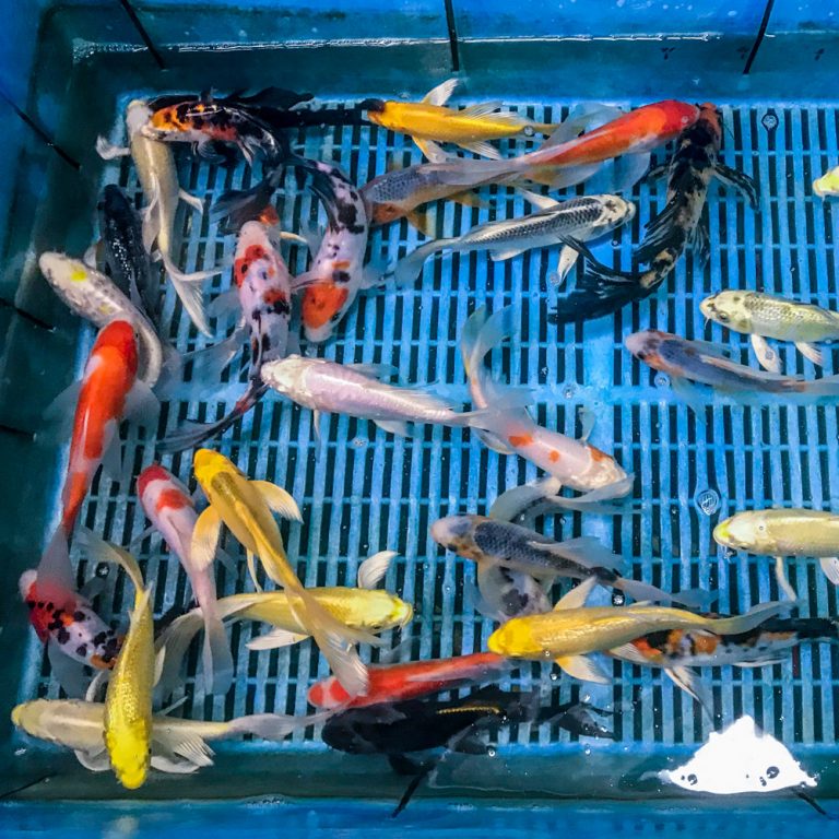 Butterfly Koi for Sale Blue Ridge Koi & Goldfish