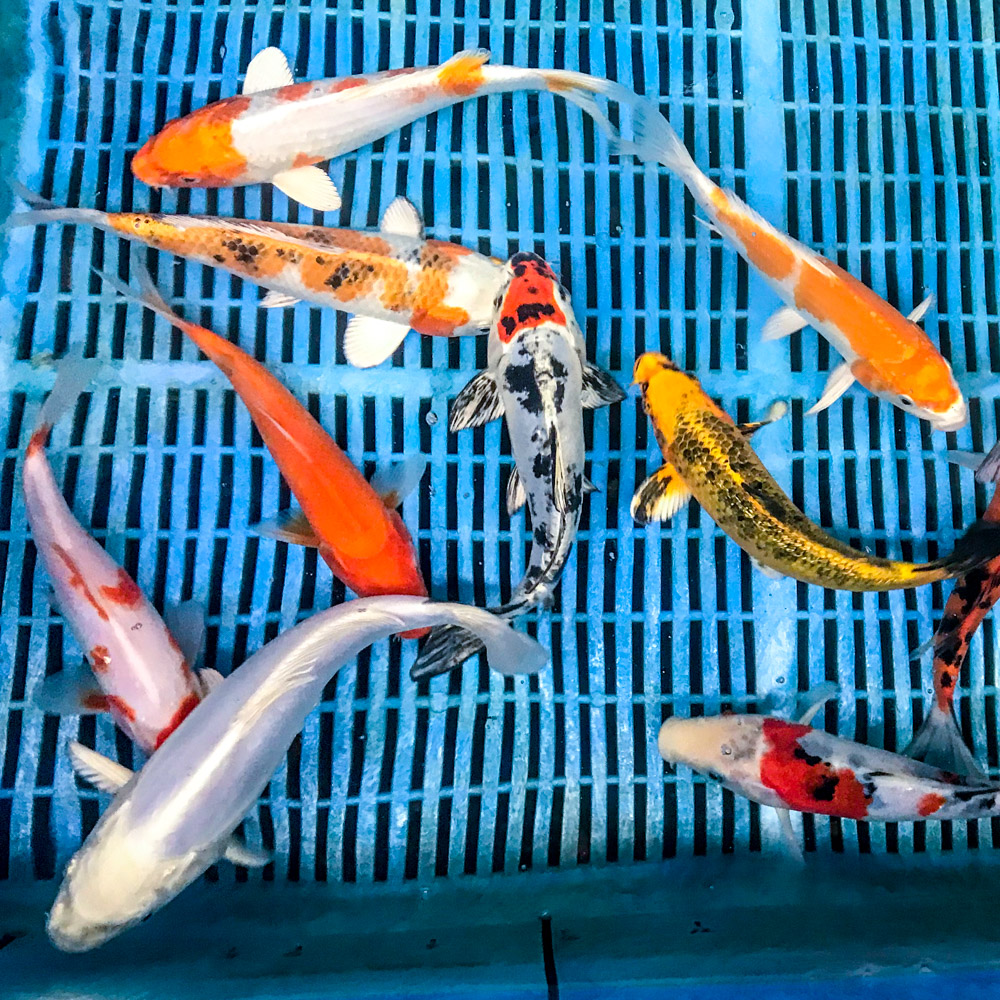 Standard Koi 810" Blue Ridge Koi & Goldfish