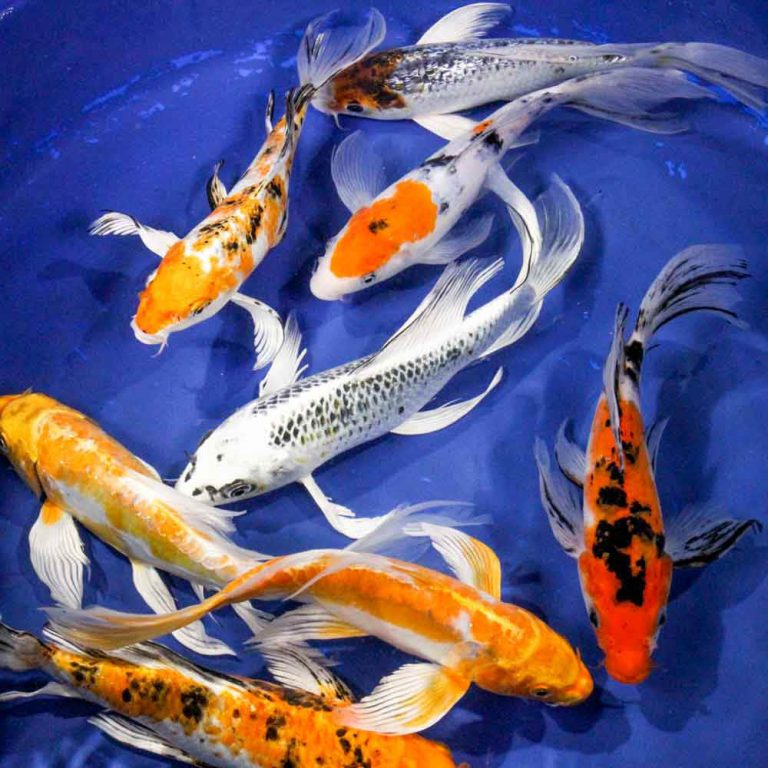 Butterfly Koi for Sale Blue Ridge Koi & Goldfish