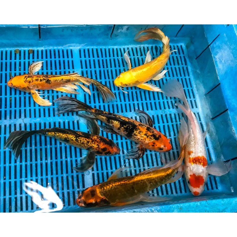 Butterfly Koi for Sale Blue Ridge Koi & Goldfish