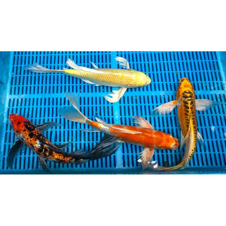 Butterfly Koi for Sale Blue Ridge Koi & Goldfish Butterfly Koi for Sale Blue Ridge Koi & Goldfish