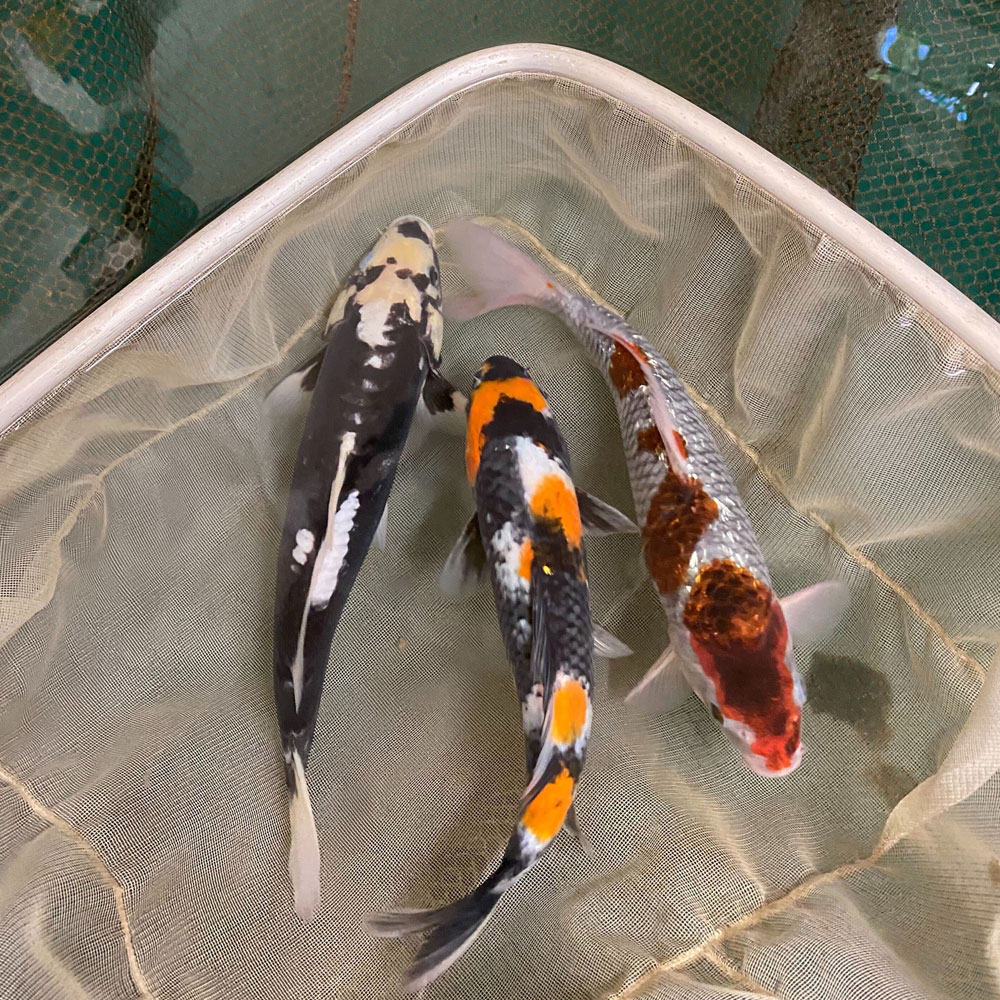 Introducing New Koi To Your Pond | Blue Ridge Koi & Goldfish