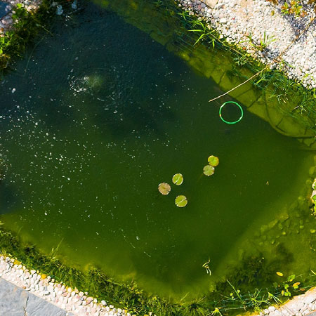 Koi pond aerial view