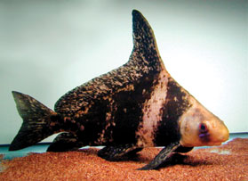Chinese Banded Shark