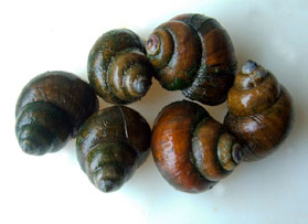 Japanese Trapdoor Snail