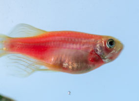 Rosy Red Minnow