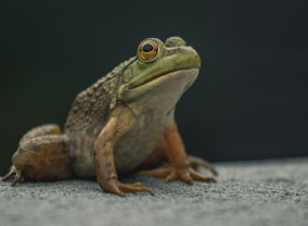 Frog