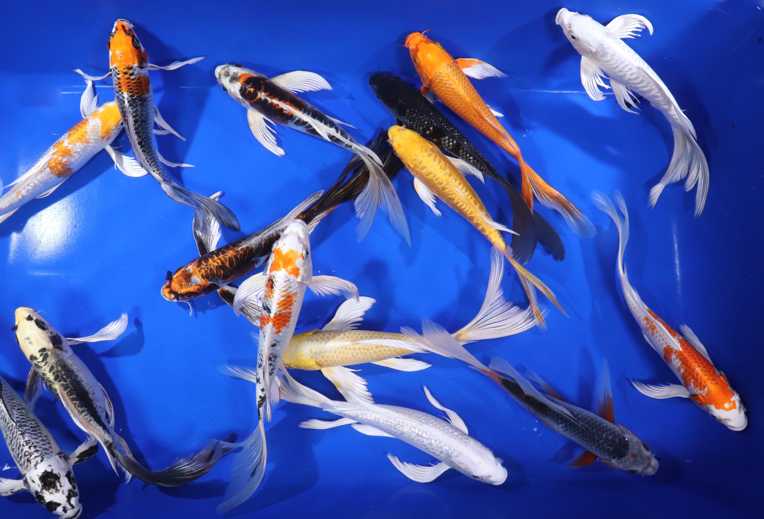 Premium Butterfly Koi 10-12"