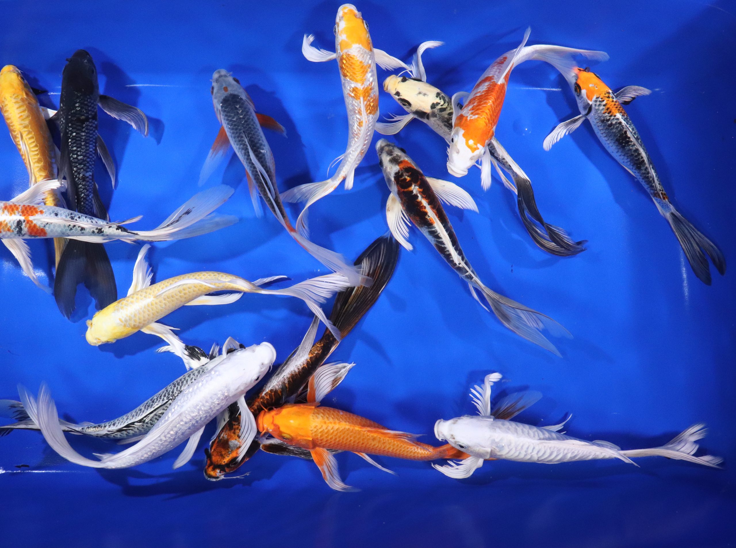 Alternative view of Premium Butterfly Koi 10-12"