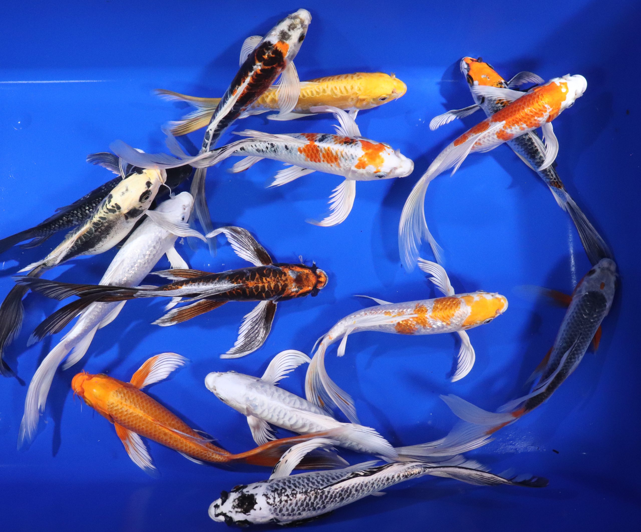 Premium Butterfly Koi 10-12" - Image 3