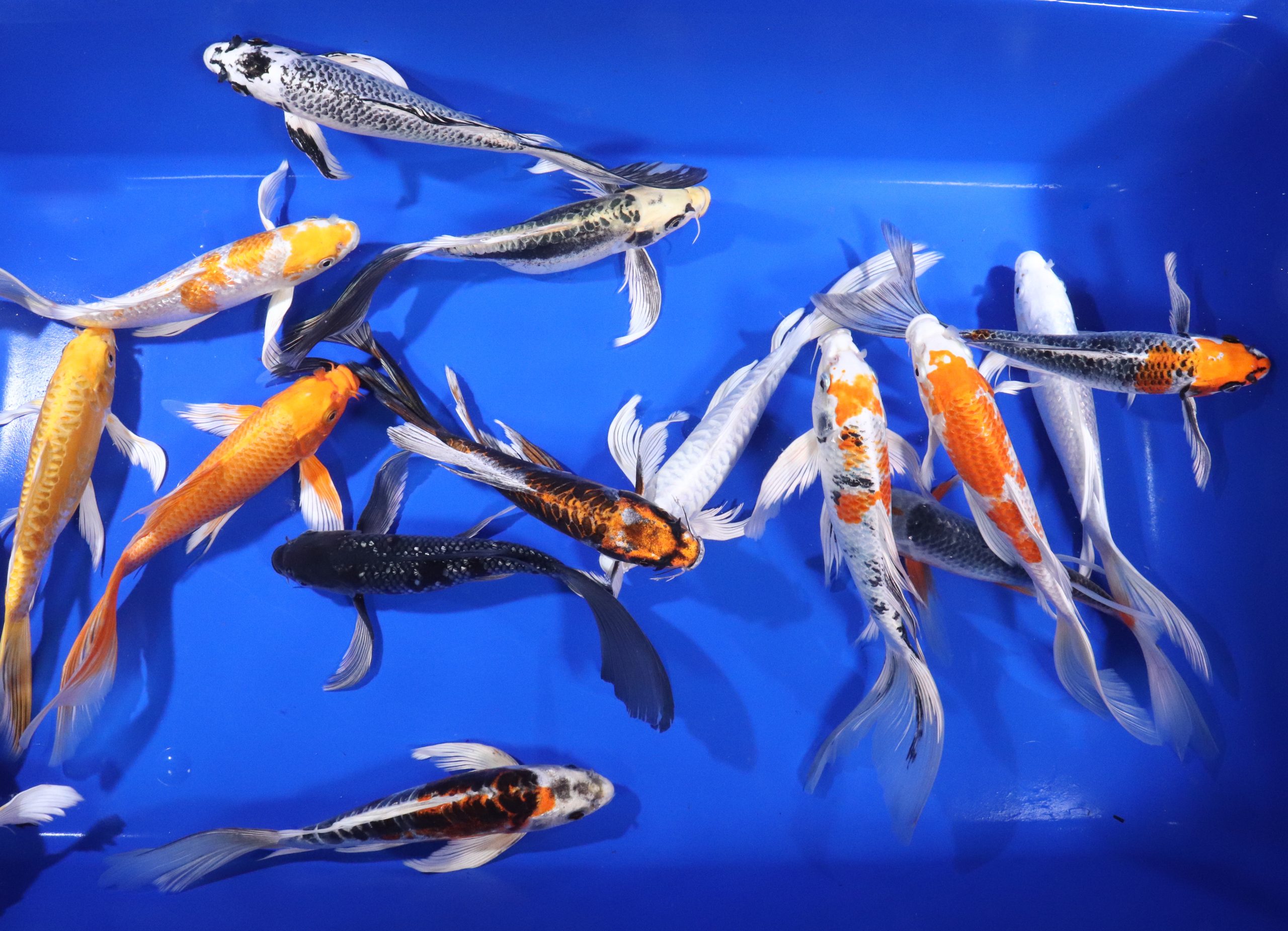 Premium Butterfly Koi 10-12" - Image 4