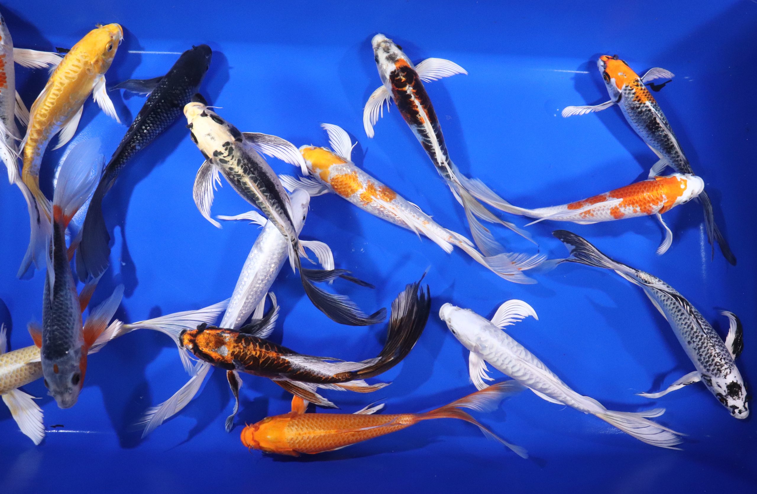 Premium Butterfly Koi 10-12" - Image 5