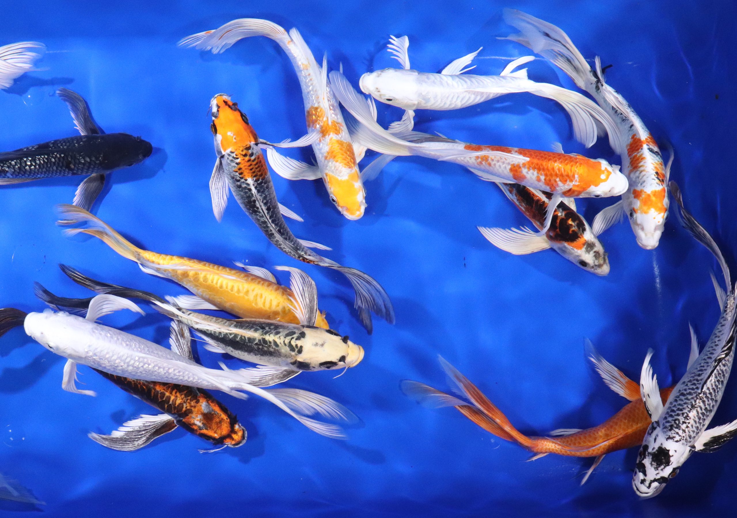 Premium Butterfly Koi 10-12" - Image 6