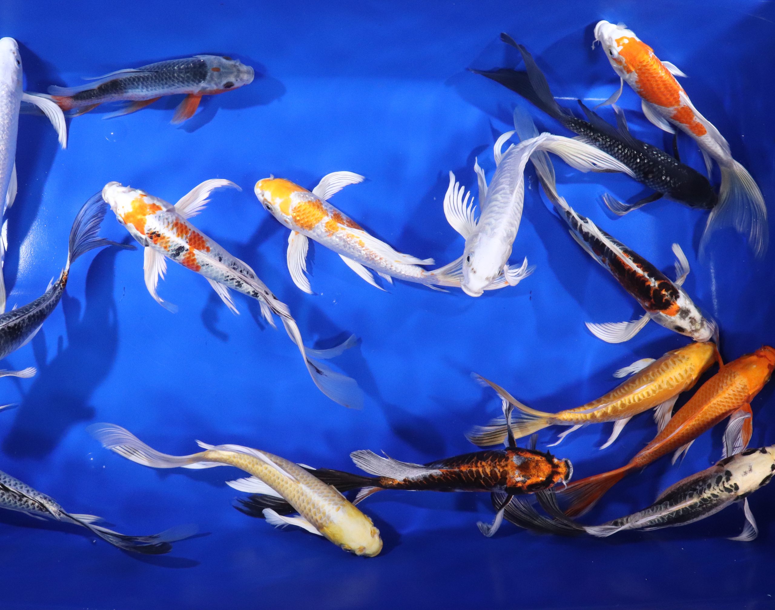 Premium Butterfly Koi 10-12" - Image 7
