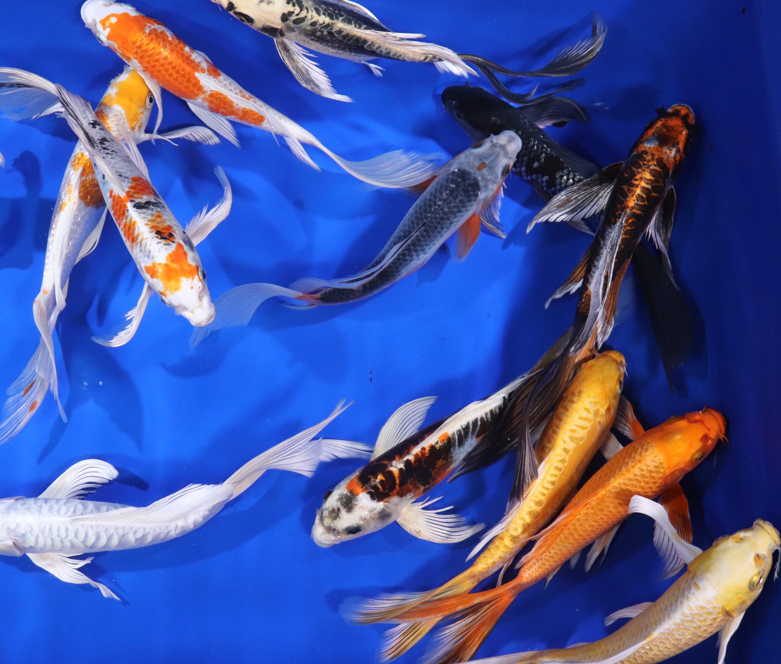Premium Butterfly Koi 10-12" - Image 8