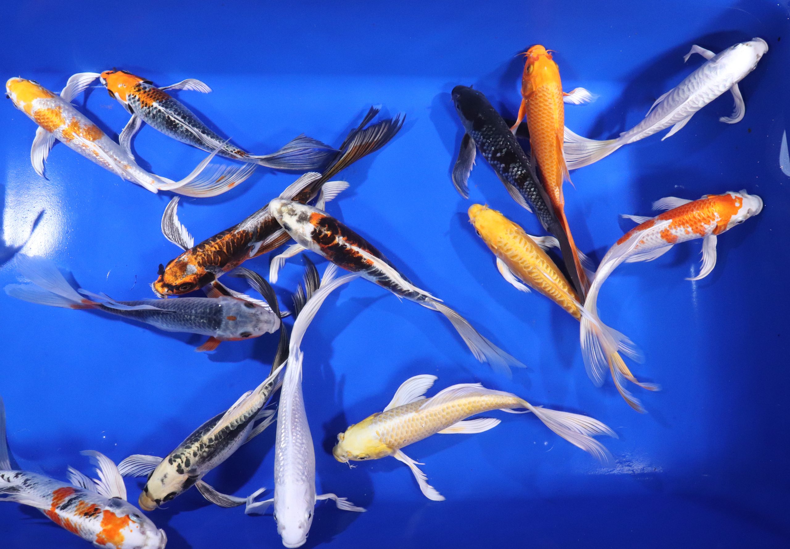 Premium Butterfly Koi 10-12" - Image 9
