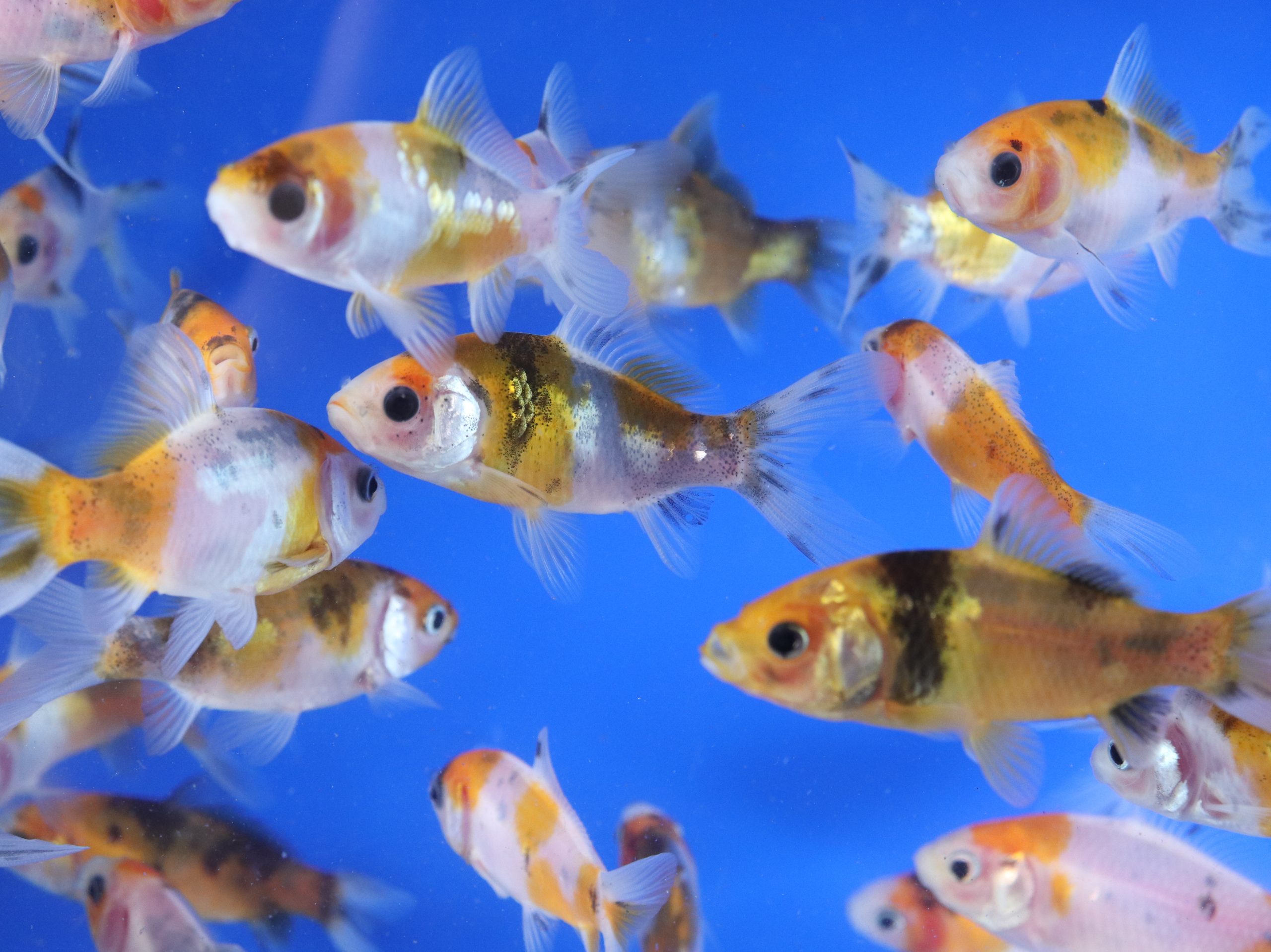 Solar Flare Shubunkin Goldfish 3-4"