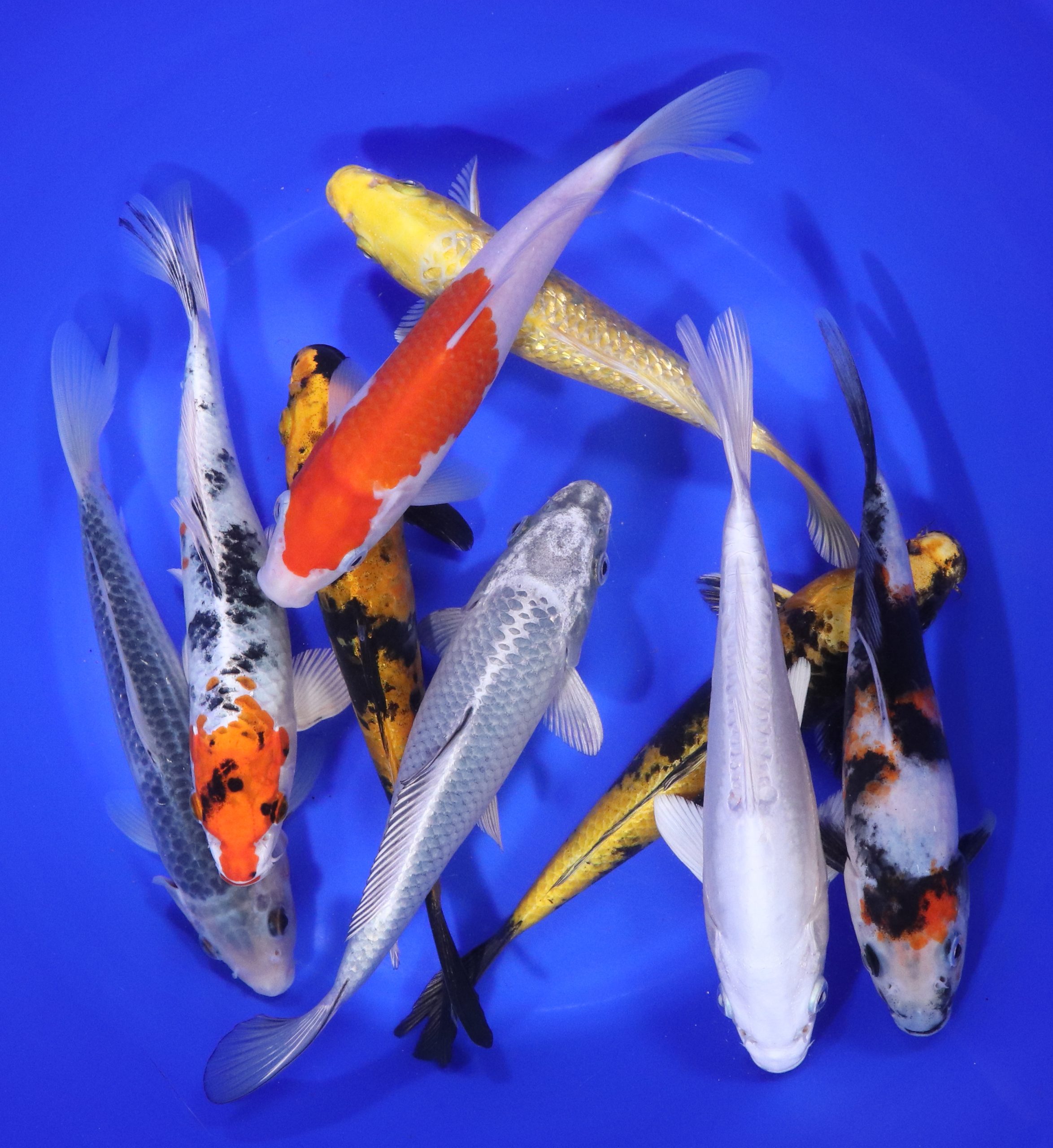 Alternative view of Premium Koi 7-8"