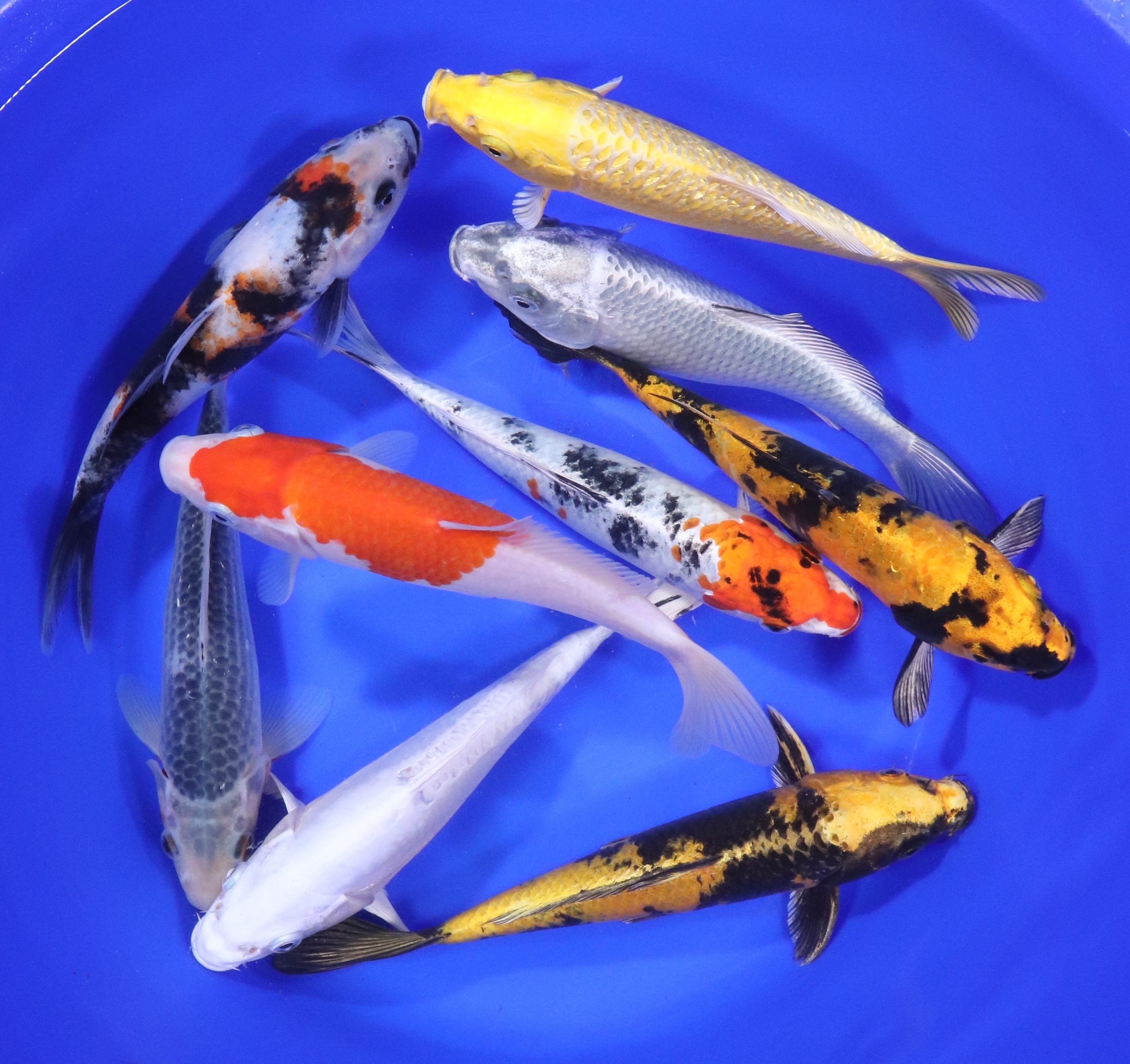 Premium Koi 7-8"