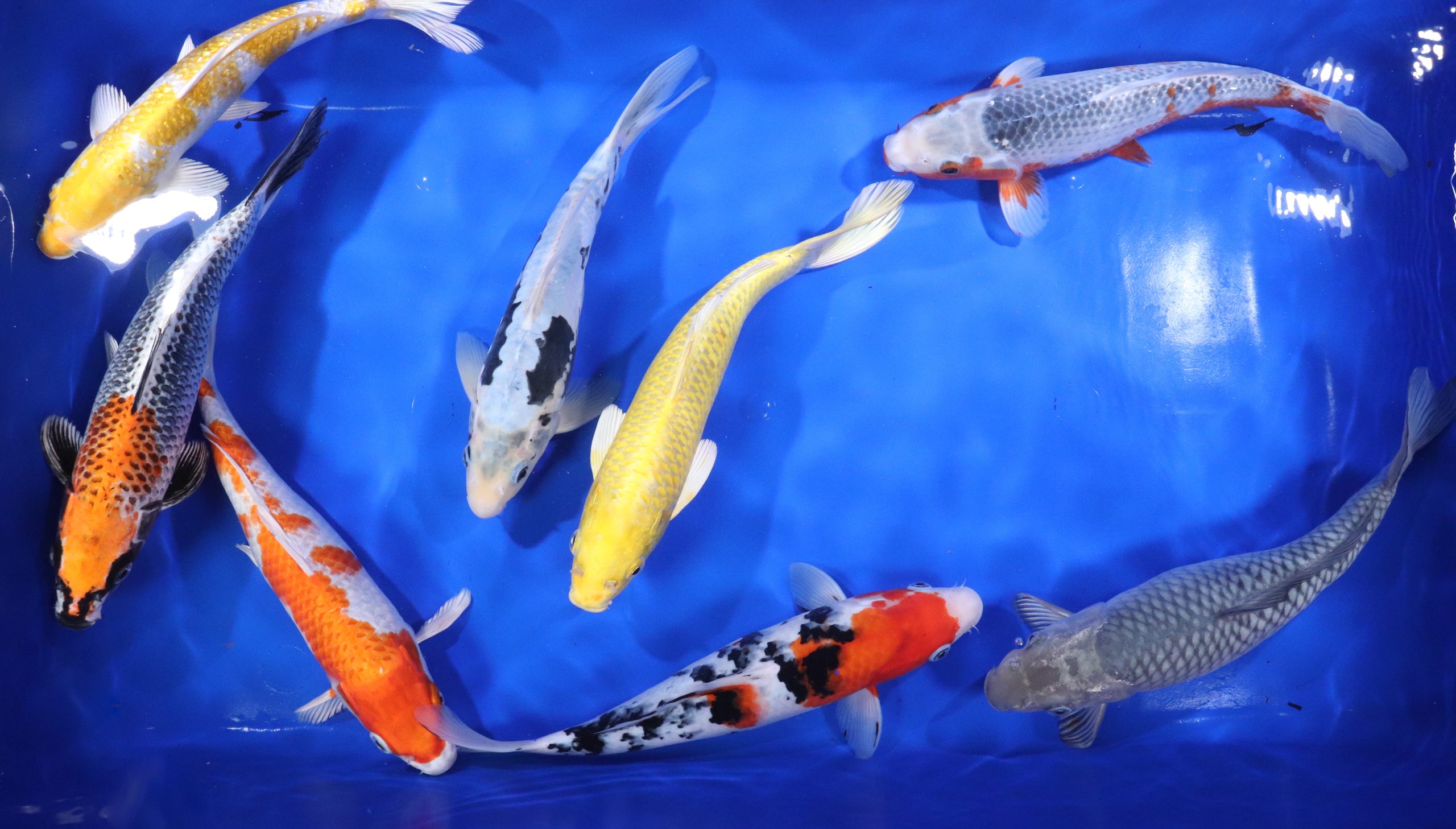 Alternative view of Premium Koi 10-12"