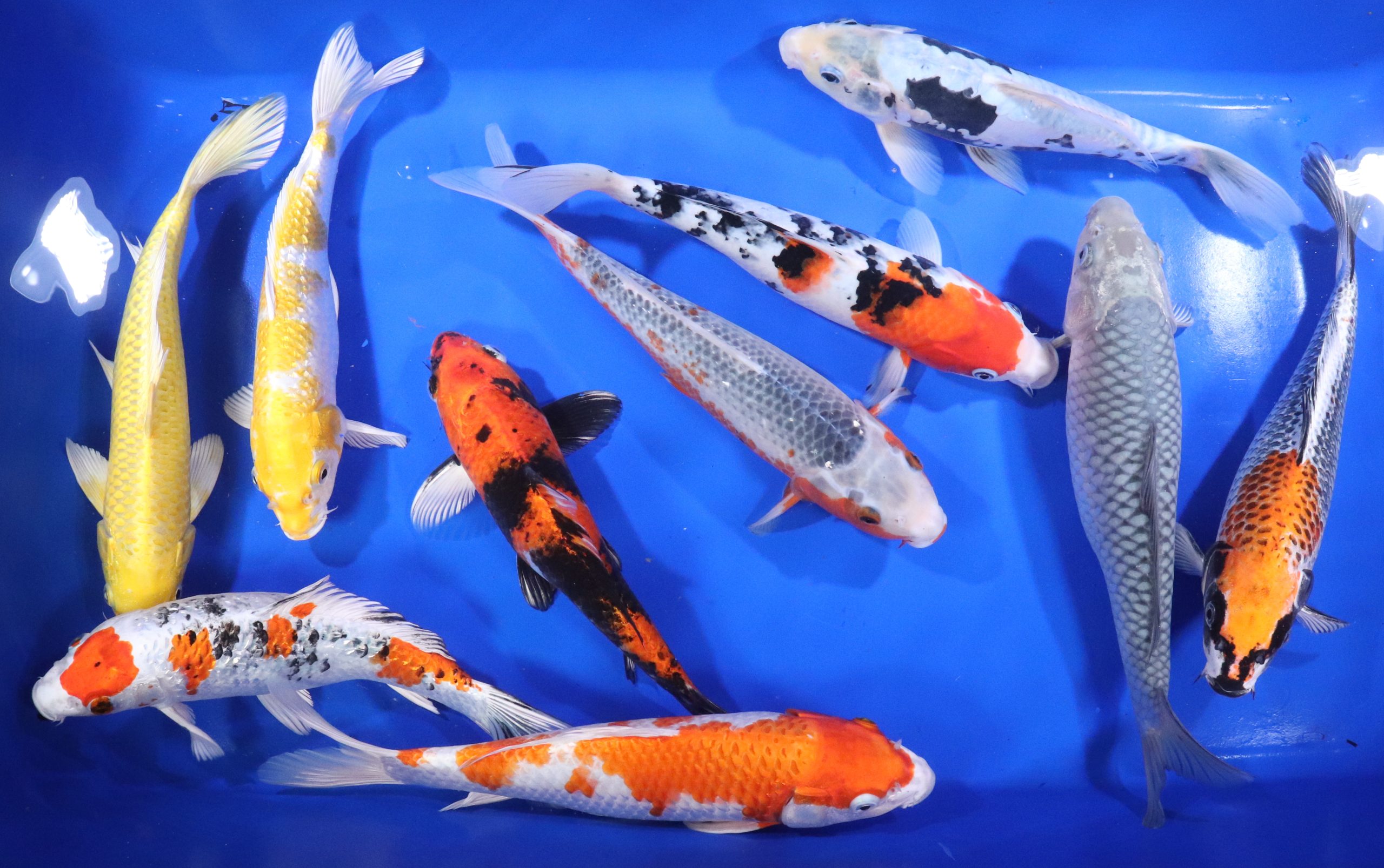 Premium Koi 10-12"