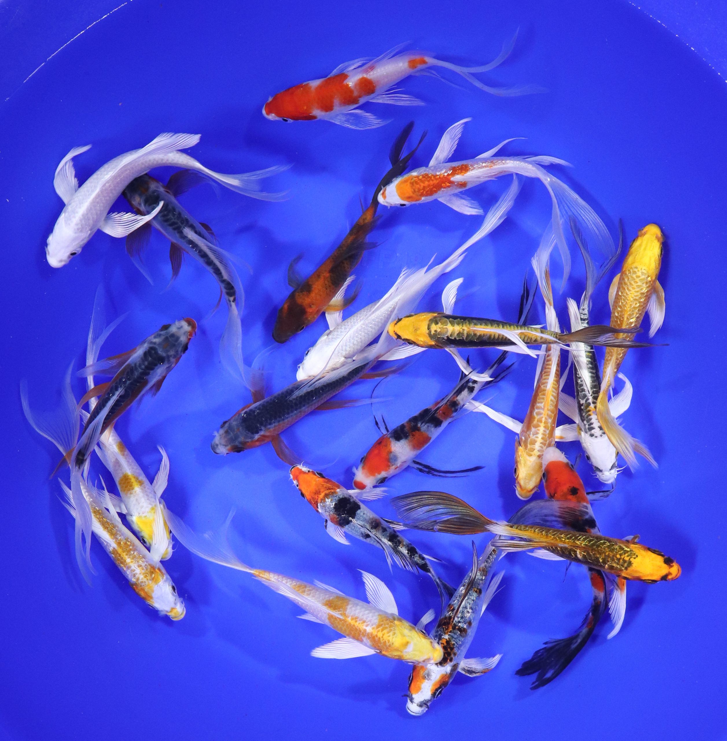 Premium Select Butterfly Koi 5-6"
