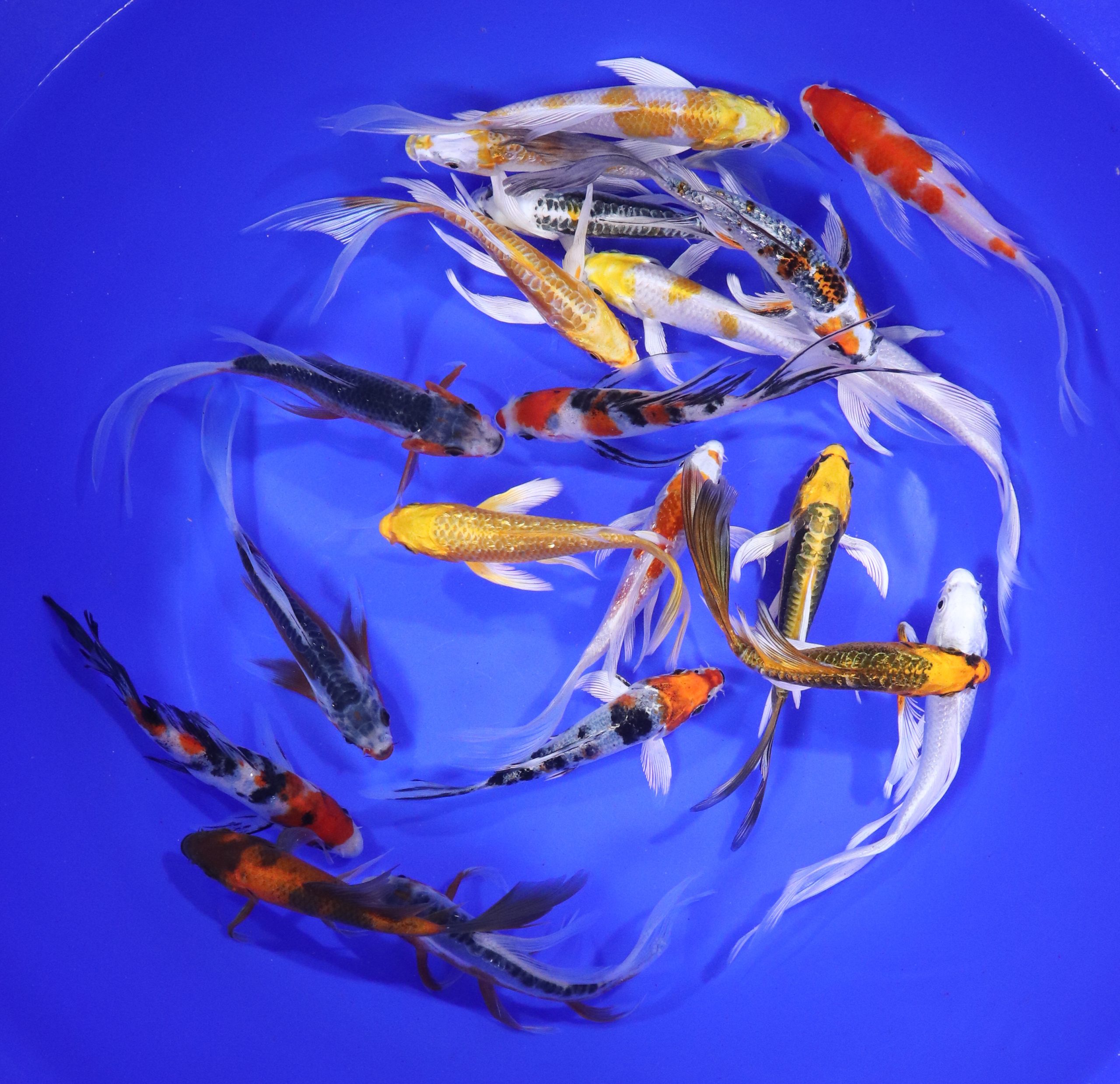 Alternative view of Premium Select Butterfly Koi 5-6"