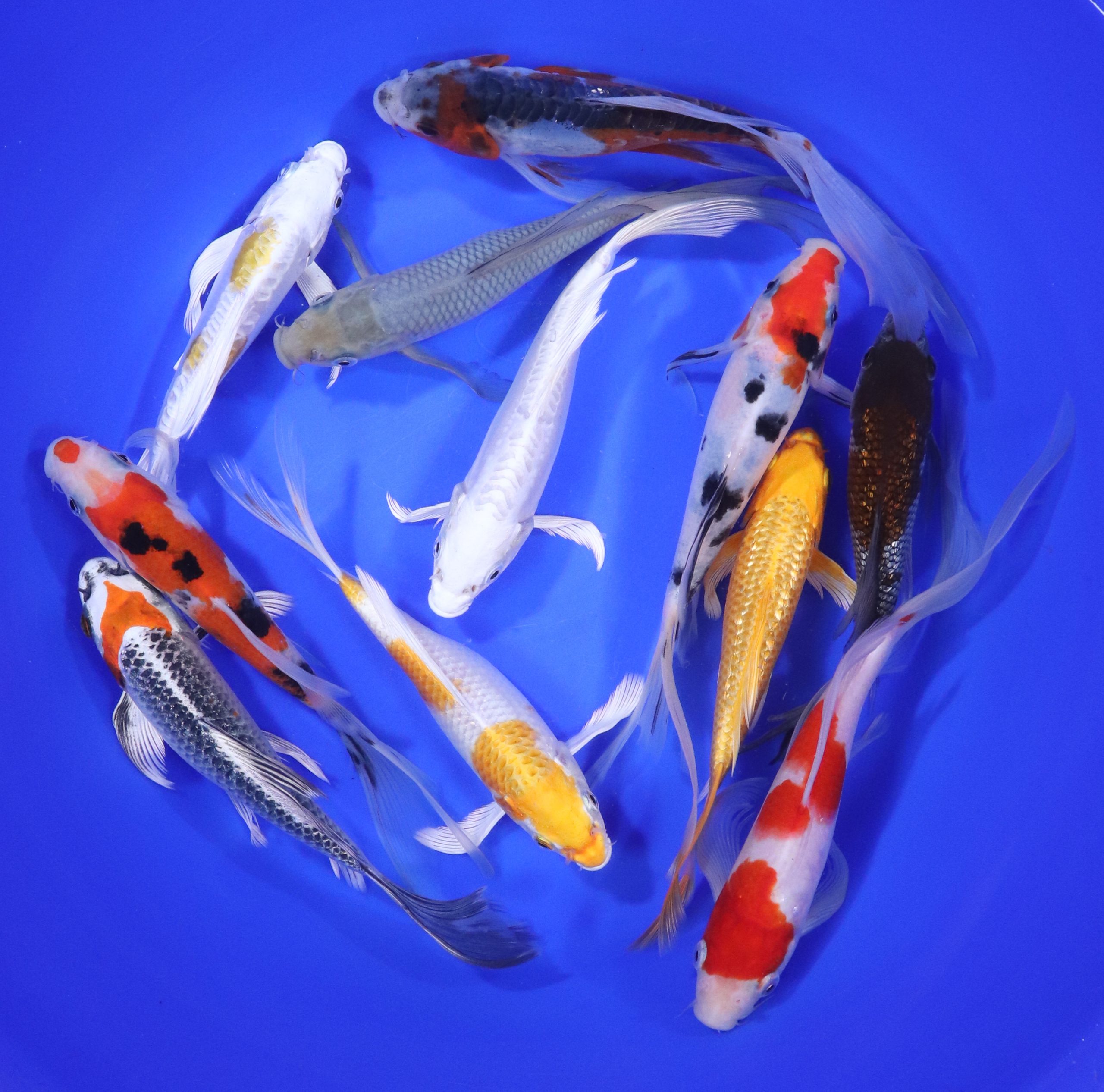 Premium Butterfly Koi 7-8"