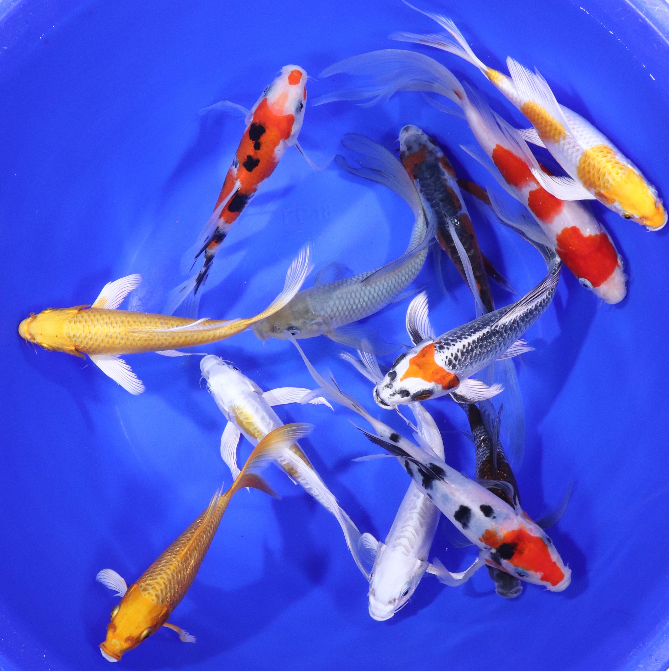 Alternative view of Premium Butterfly Koi 7-8"