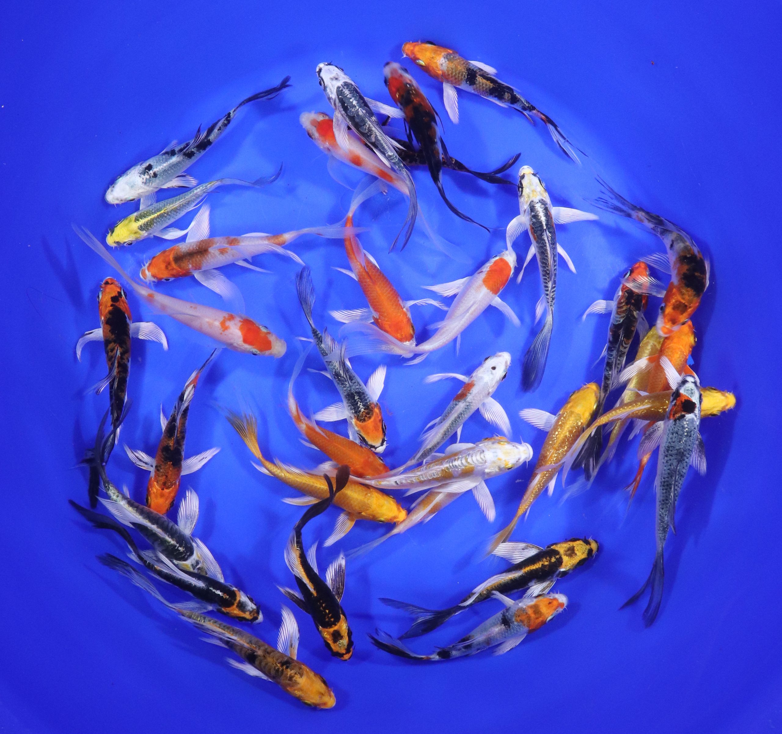 Premium Butterfly Koi 3-4"