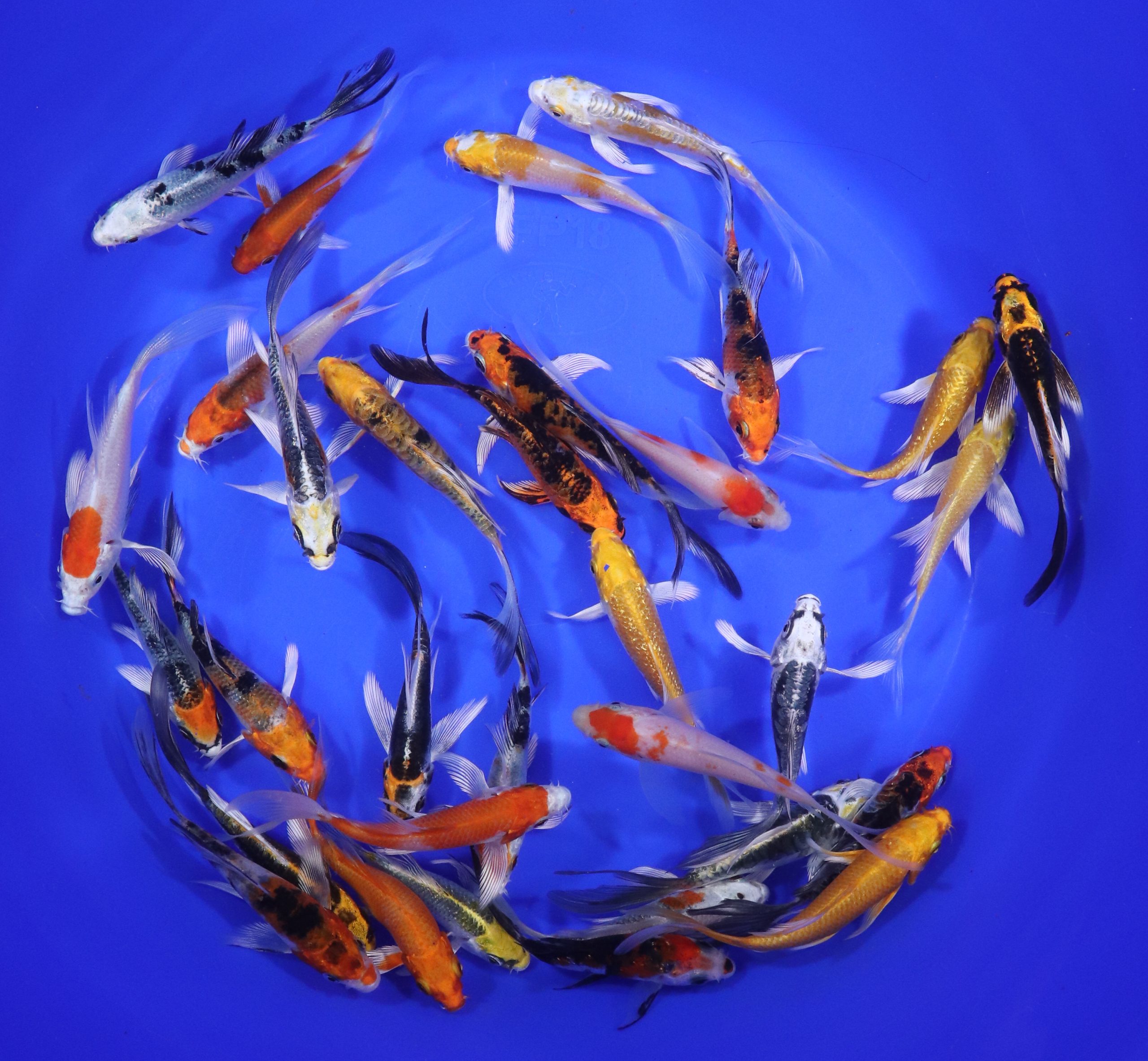 Alternative view of Premium Butterfly Koi 3-4"