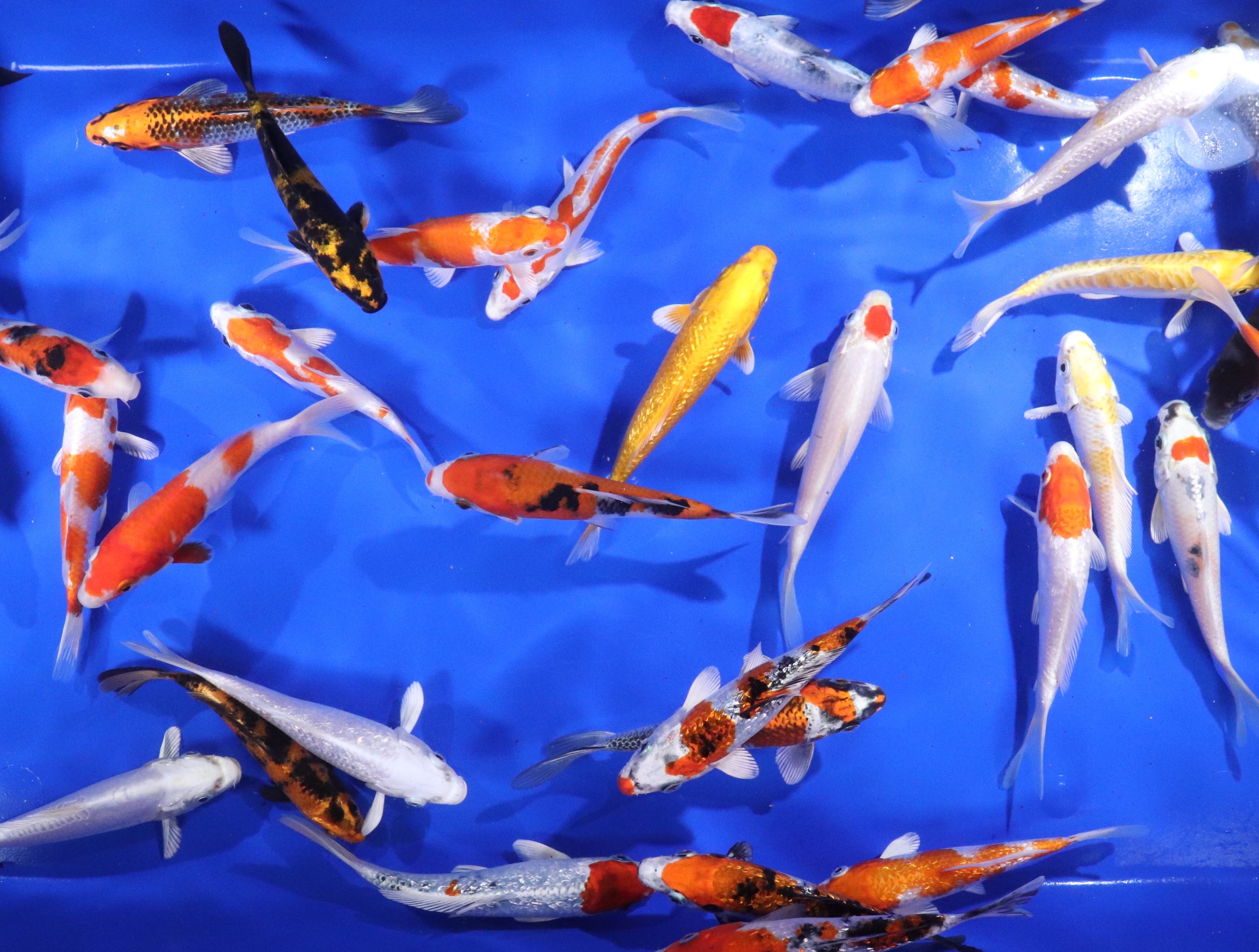 Premium Select Koi 5-6"