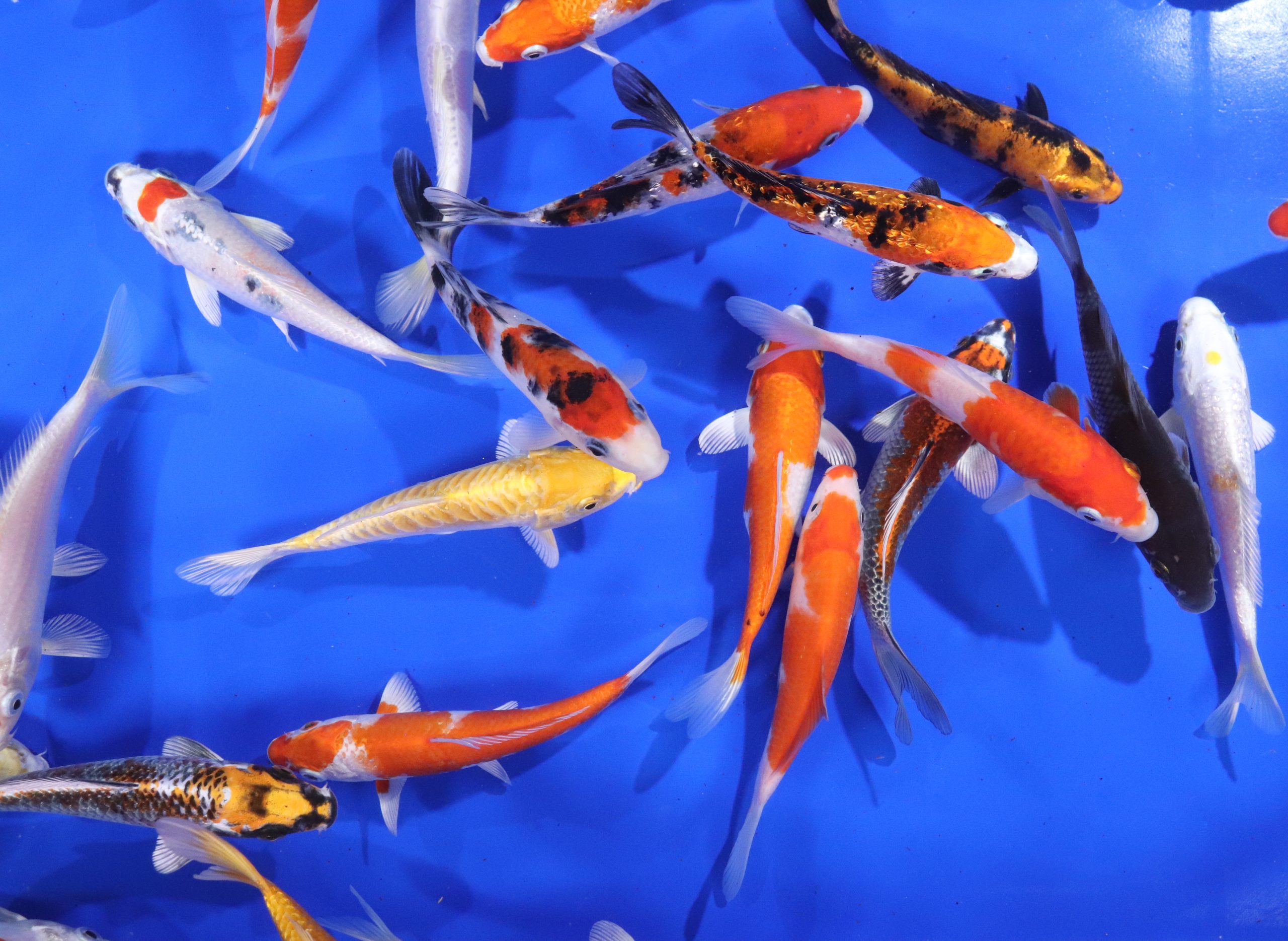 Alternative view of Premium Select Koi 5-6"